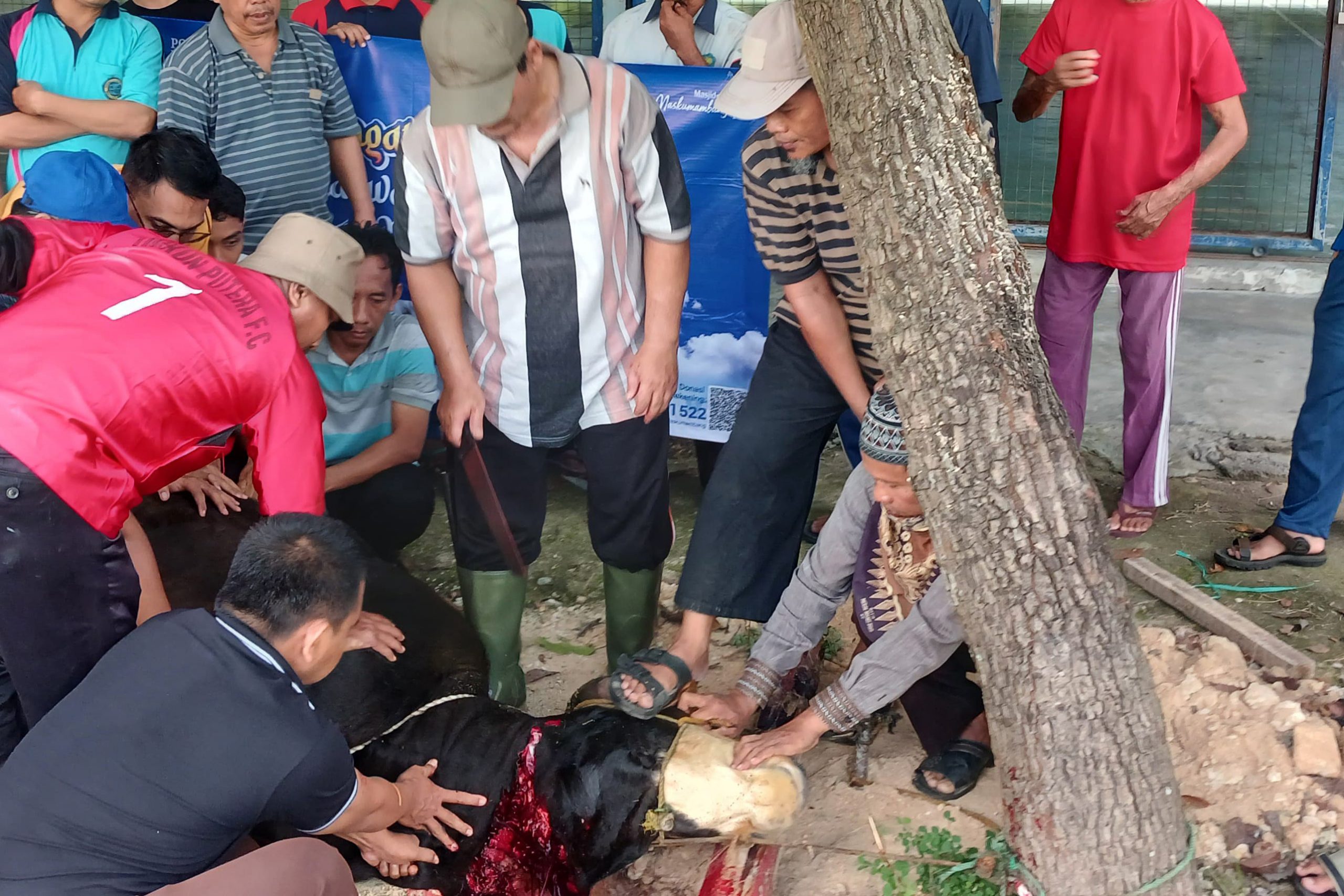 Penyembelihan hewan qurban Pondok Pesantren Maskumambang