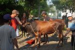 Qurban Pondok Pesantren Maskumambang