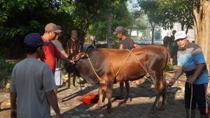 Qurban Pondok Pesantren Maskumambang