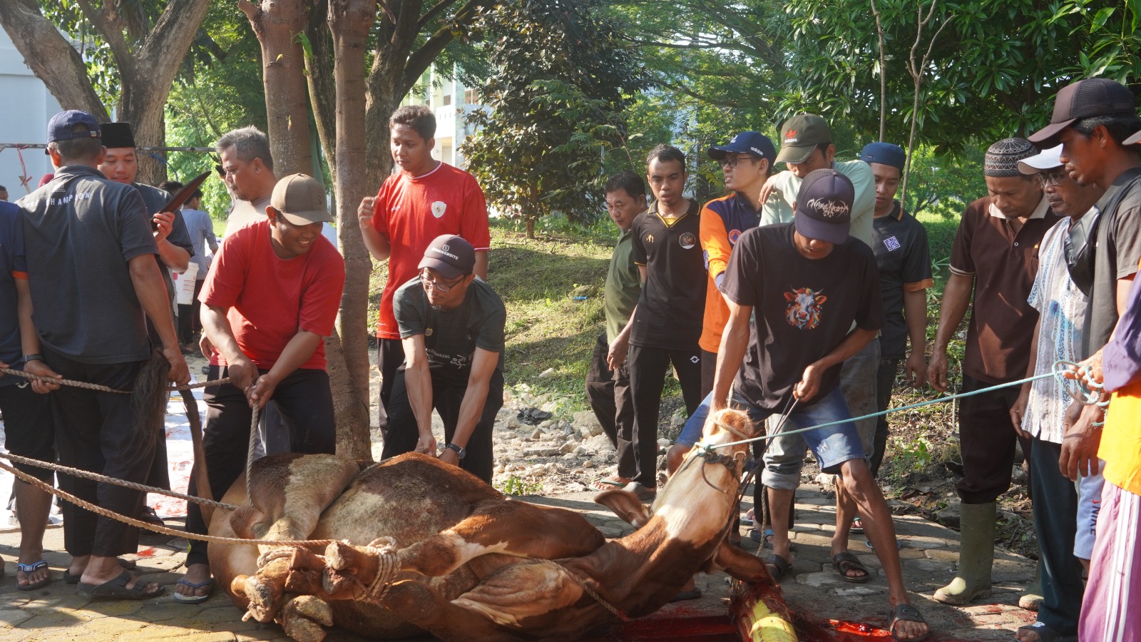 Qurban Pondok Pesantren Maskumambang