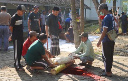 Qurban Pondok Pesantren Maskumambang